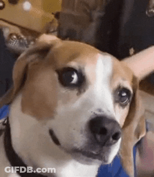 Dog Stare Lick Sticking Tongue Out GIF