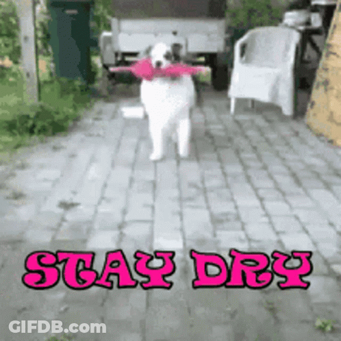 Dog Stay Dry GIF