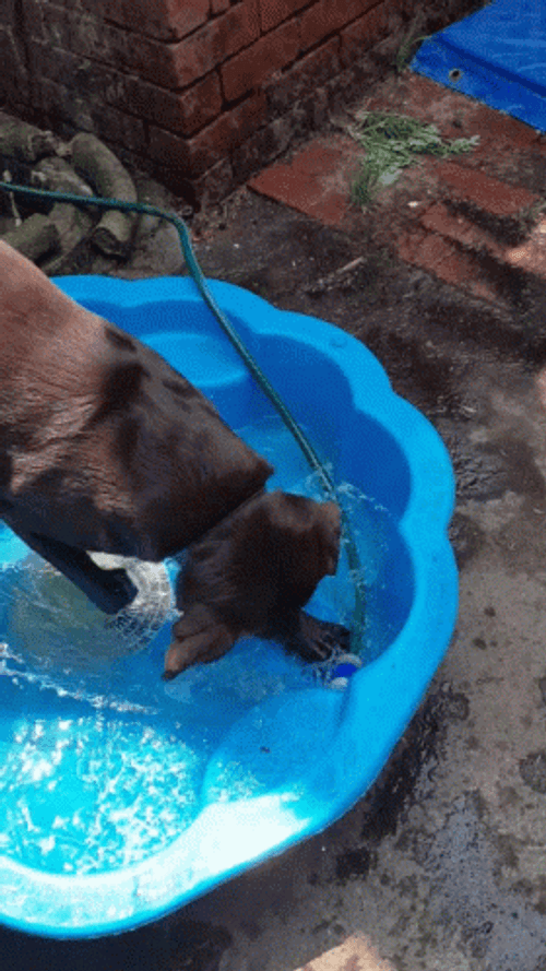 Dog Staying Cool In The Basin GIF