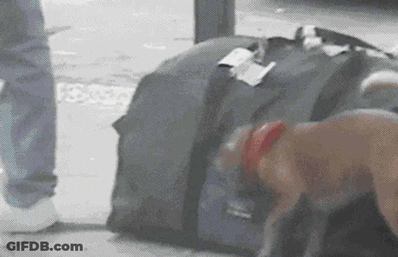Dog Stealing A Wallet GIF