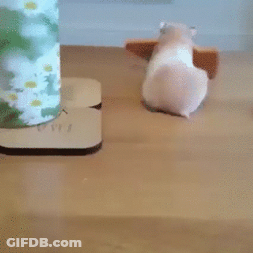 Dog Stealing From Mouse GIF