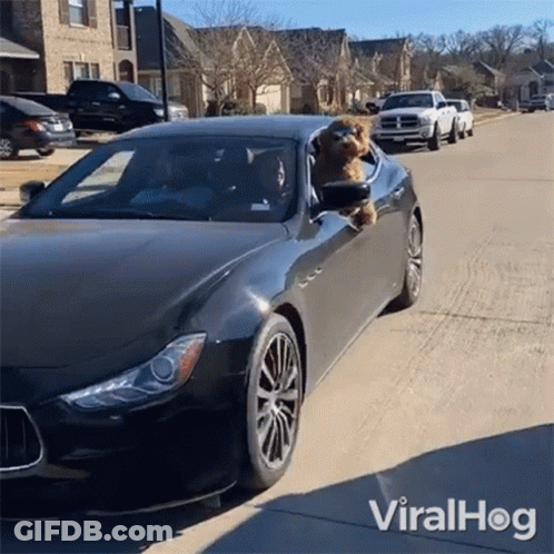 Dog Sticking Head Out Black Car Window Viralhog GIF