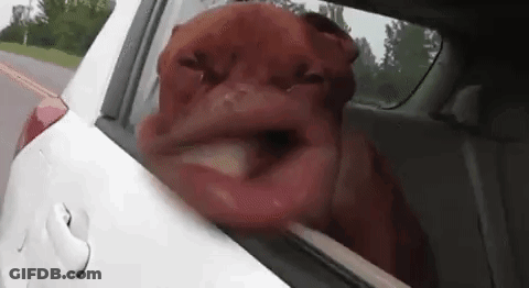 Dog Sticking Head Out Car Window GIF