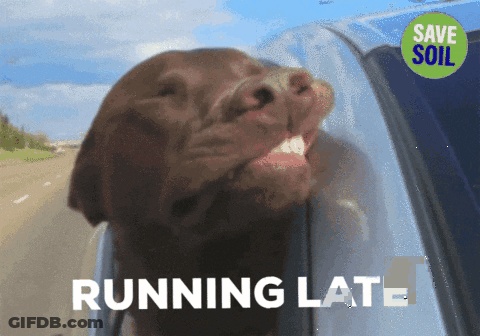 Dog Sticking Head Out Car Window Running Late GIF