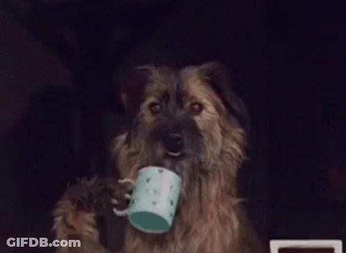 Dog Sticking Head Out Car Window Viralhog GIF