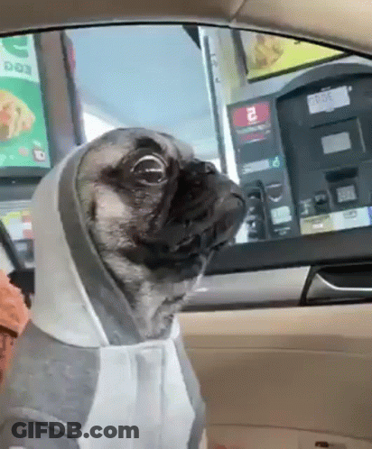 Dog Sticking Head Out Car Window Warmachine GIF