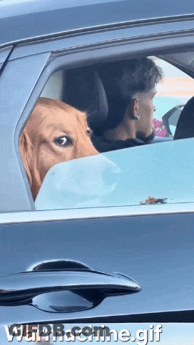 Dog Sticking Head Out Car Window Warmachine GIF