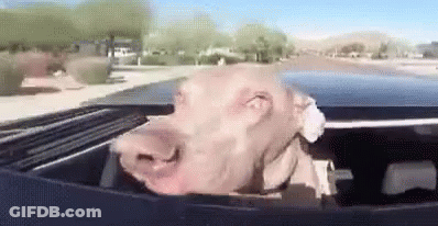 Dog Sticking Head Out Of Car GIF