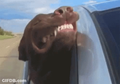 Dog Sticking Head Out Of Car Window GIF
