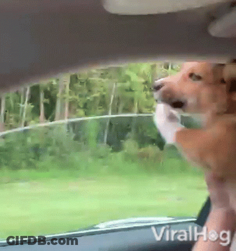 Dog Sticking Head Out Of Car Window Viralhog GIF