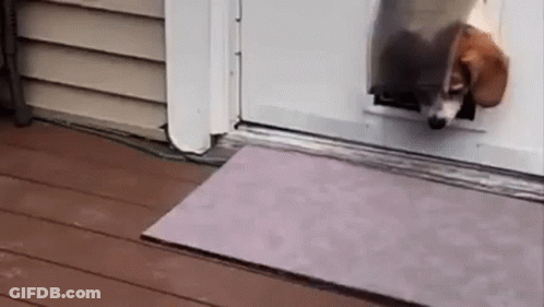 Dog Sticking Head Out Of Dog Door GIF