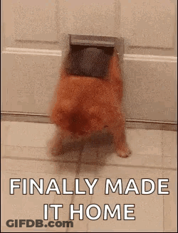 Dog Sticking Head Out Of Dog Door GIF