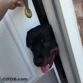 Dog Sticking Head Out Of Door GIF