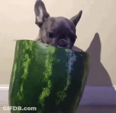 Dog Sticking Head Out Of Watermelon GIF