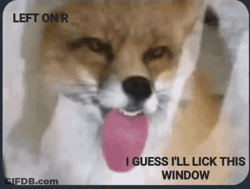 Dog Sticking Out Pink Tongue Saying I Guess I'll Lick This Window GIF