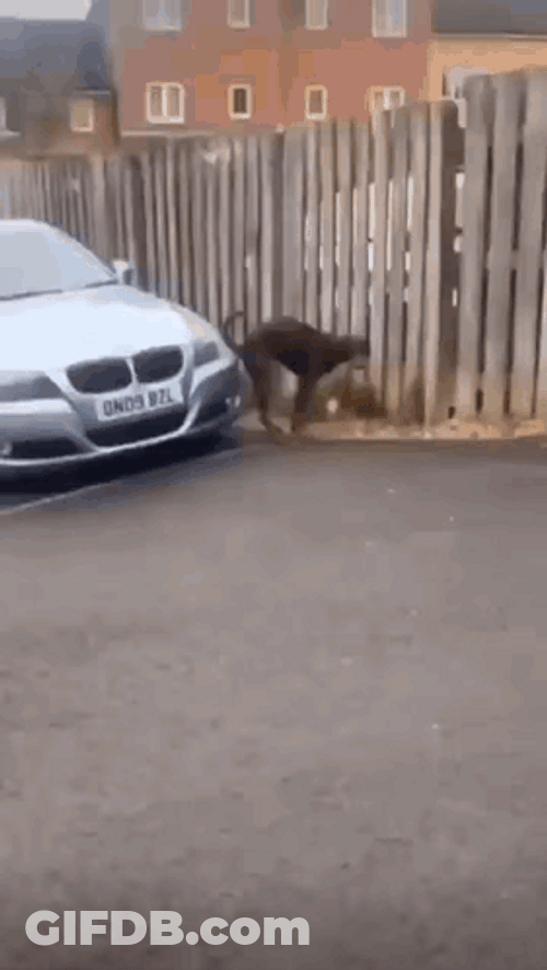 Dog Sticking Poop In Front Part Of Car GIF