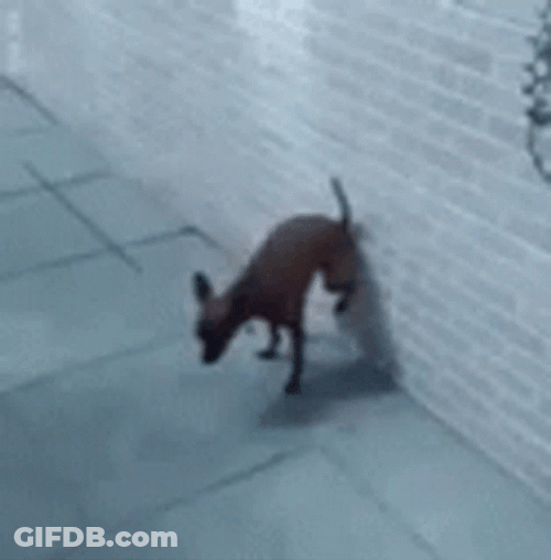 Dog Sticking Poop On The Wall GIF