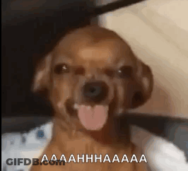 Dog Sticking Tongue Out Making Face GIF