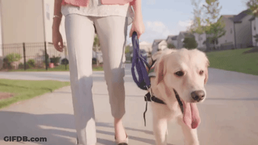 Dog Sticking Tongue While Walking GIF