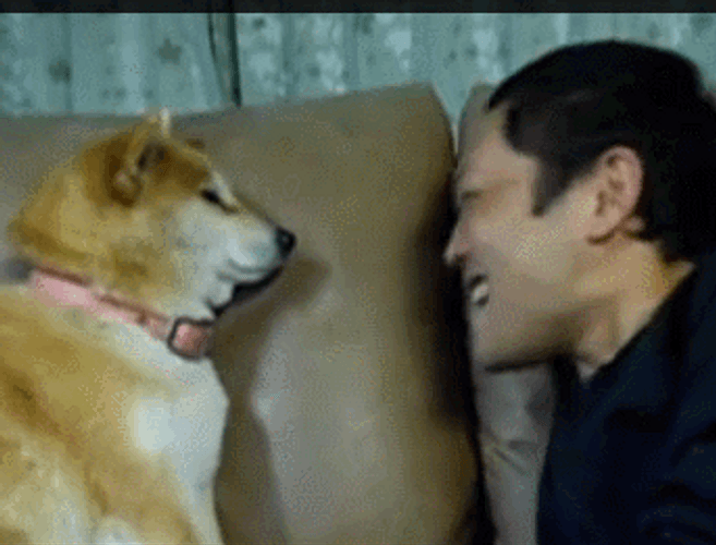 Dog Stops Owner's Kiss You GIF