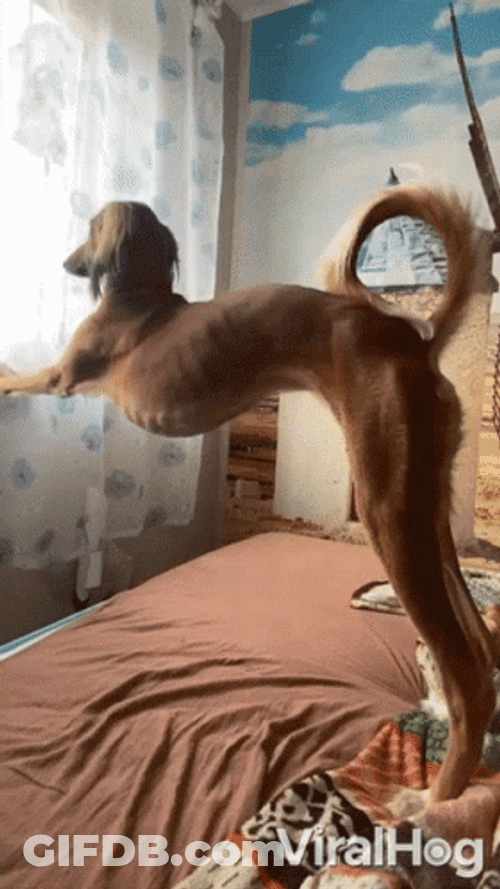 Dog Stretching Its Long Legs GIF
