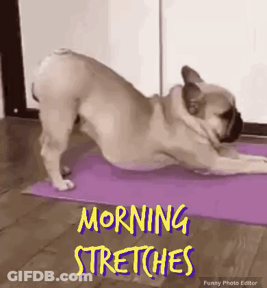 Dog Stretching On Yoga Mat GIF