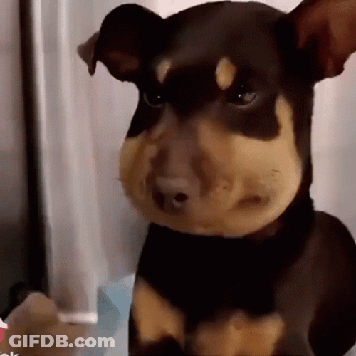 Dog Stung By A Bee Meme GIF