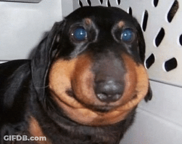 Dog Stung By Bee GIF