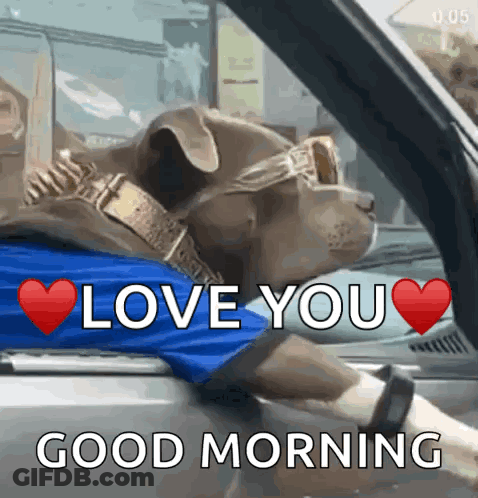 Dog Sunglasses Blue Shirt Driving Says Love You Good Morning GIF
