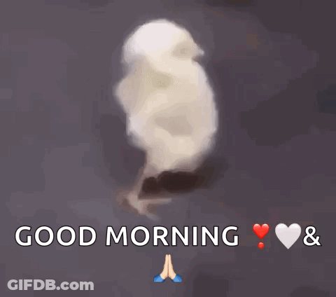 Dog Sunglasses Driving Saying Love You Good Morning GIF