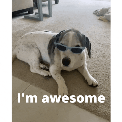 Dog Sunglasses I'm Awesome GIF
