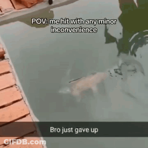 Dog Swimming In Pool With Inconvenience Caption GIF