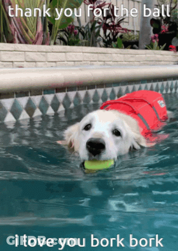 Dog Swimming With Tennis Ball Saying Thank You Bork Bork GIF