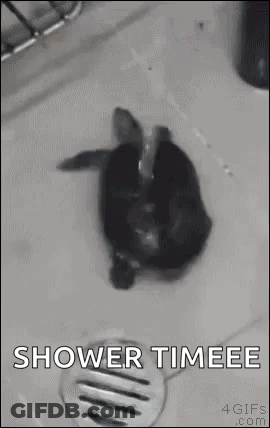 Dog Taking Bath In Sink GIF
