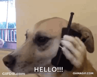 Dog Talking On Cell Phone Hello GIF