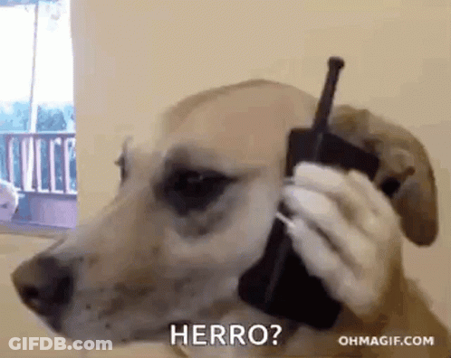 Dog Talking On Cell Phone Saying Herro GIF