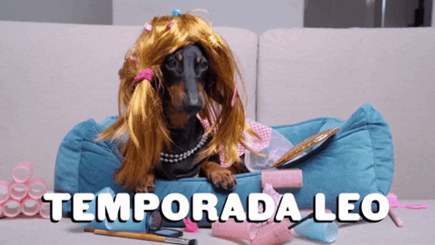Dog Temporada Leo GIF