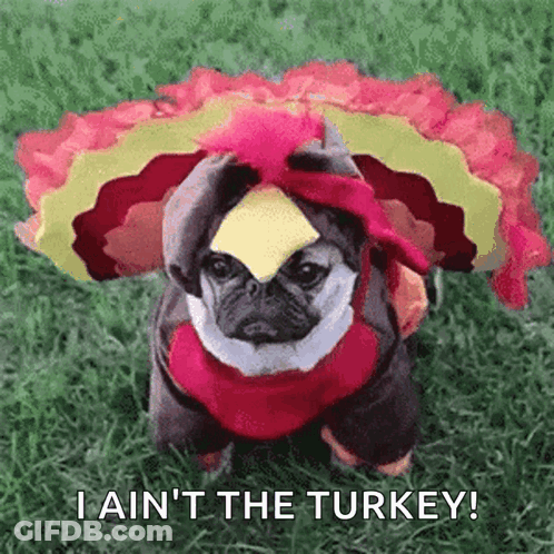 Dog Thanksgiving GIF