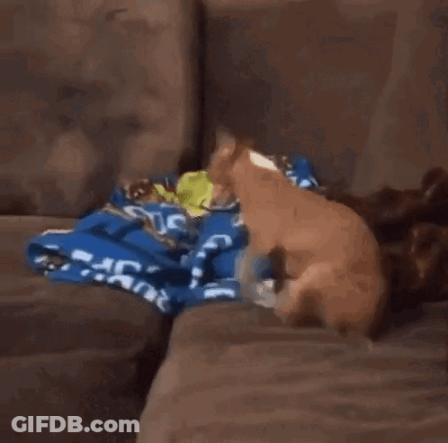 Dog That Looks Like Tiger Next To Couch GIF