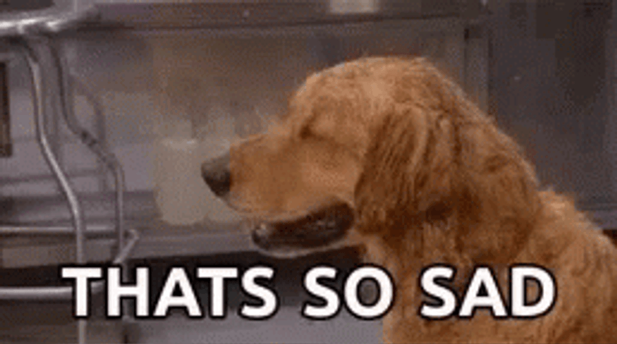 Dog That's So Sad GIF