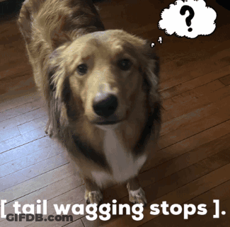 Dog Thinking Tail Wagging Stops GIF