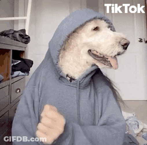 Dog TikTok Dancing GIF