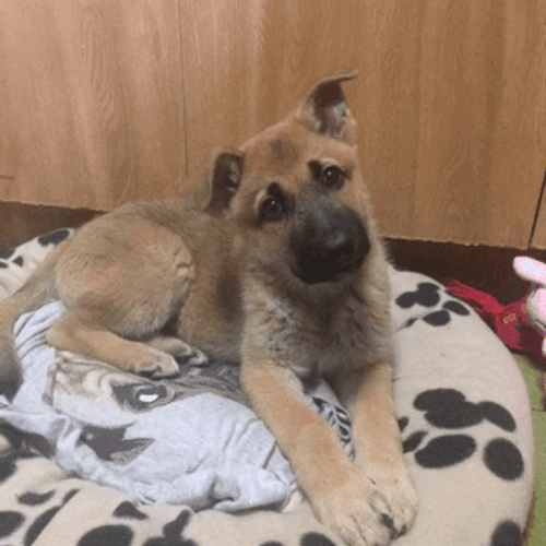 Dog Tilting Head Whatcha Doin? GIF