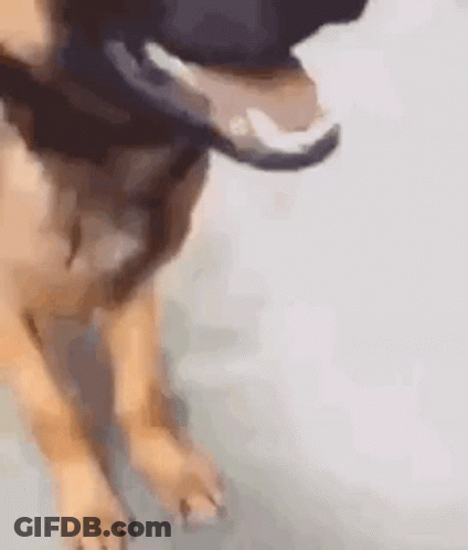 Dog Tongue Close Up GIF