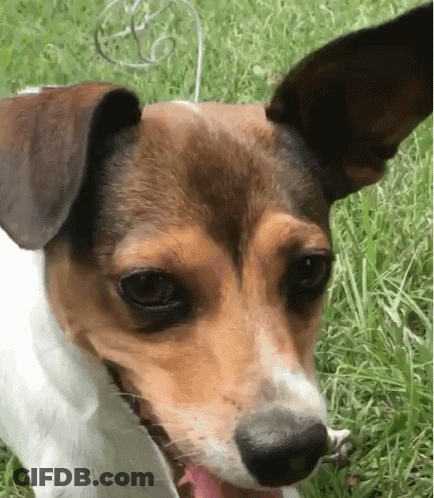 Dog Tongue GIF