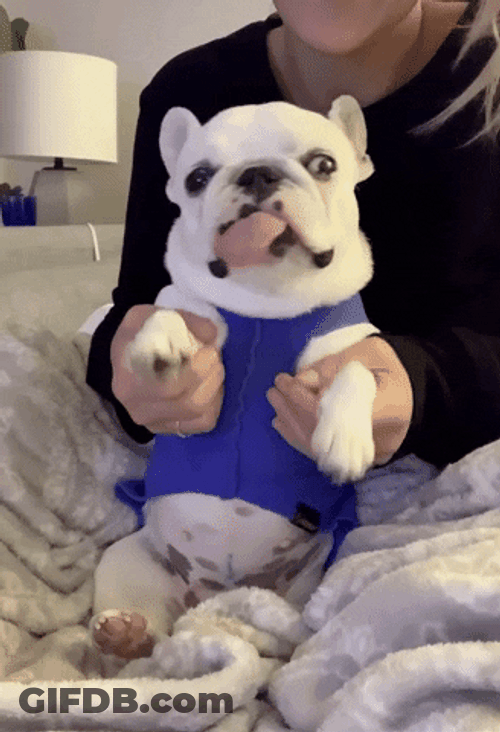 Dog Tongue Out Dancing GIF