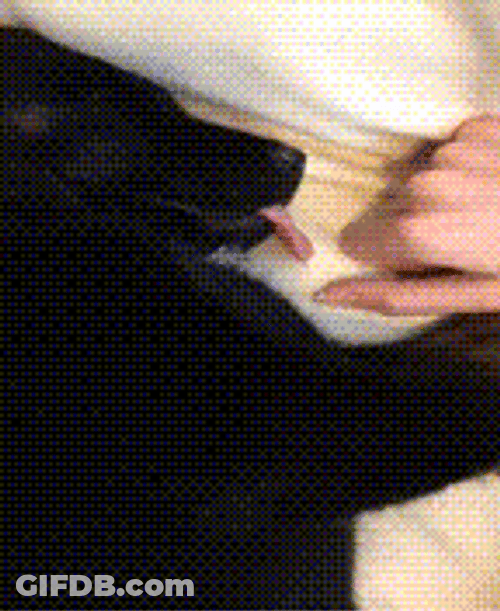 Dog Tongue Stretch Out Prank GIF