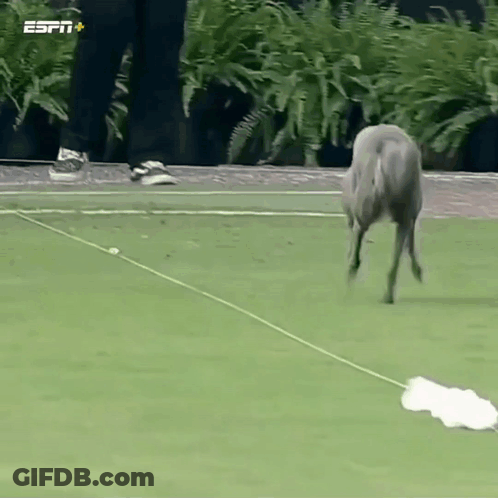 Dog Training With ESPN Logo GIF