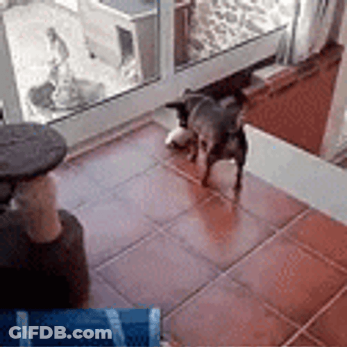 Dog Tries To Manage Herding Cats GIF