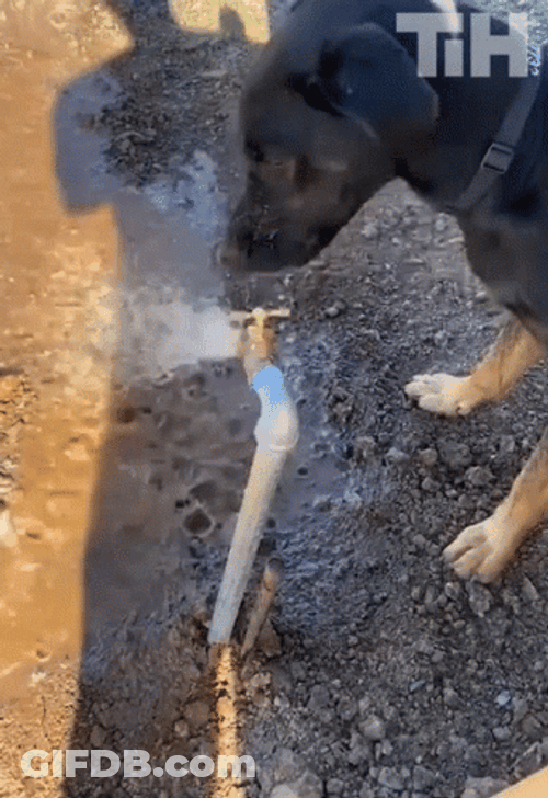 Dog Trying To Bite Spout Of Water GIF